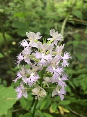 Platanthera shriveri