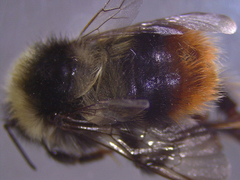 Bombus sichelii