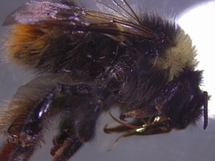 Bombus sichelii