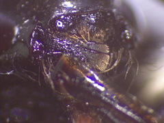 Bombus sichelii