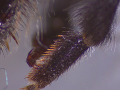 Bombus sichelii