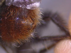 Bombus sichelii