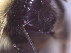 Bombus sichelii