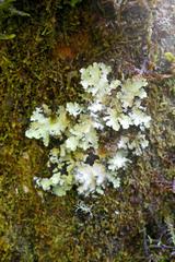 Fungi