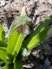 Xanthopastis regnatrix