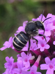 Stelis punctulatissima