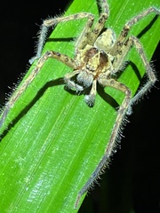 Heteropodinae