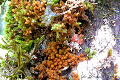 Bryopsida