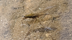 Gerris lacustris