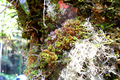 Bryopsida