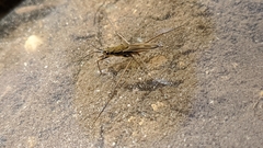 Gerris lacustris