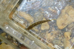 Etheostoma flabellare