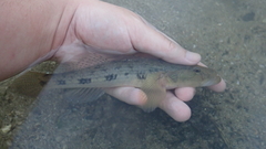 Glossogobius