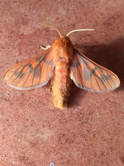 Rhipidarctia crameri