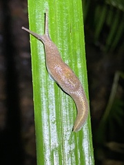 Parmacochlea furca