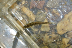 Etheostoma flabellare