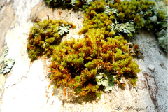 Bryopsida