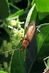 Chauliognathus discus