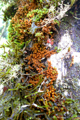 Bryopsida