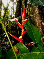 Heliconia farinosa