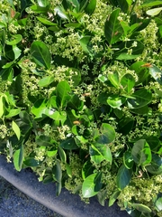 Chauliognathus discus