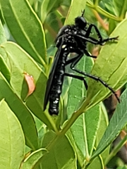Dasypogonini