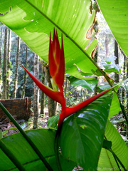 Heliconia farinosa