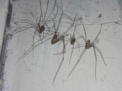 Crossopriza