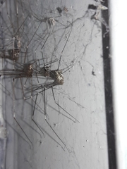 Crossopriza