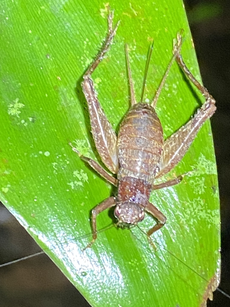 Julverninthus