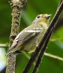 Piprites chloris