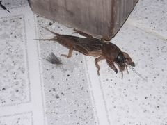 Neocurtilla