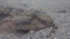 Glossogobius