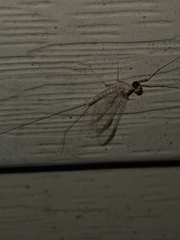 Maccaffertium terminatum