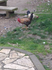Gallus gallus domesticus