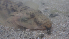 Glossogobius