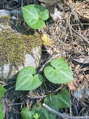 Asarum marmoratum