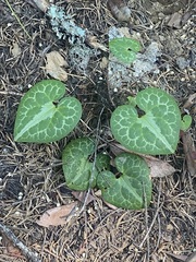 Asarum marmoratum