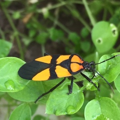 Oncopeltus orourkeae