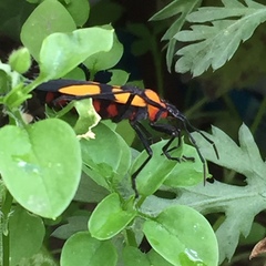 Oncopeltus orourkeae