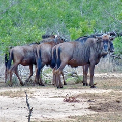 Connochaetes taurinus