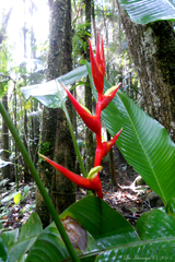 Heliconia farinosa