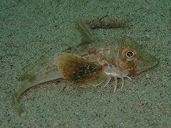 Chelidonichthys lucerna