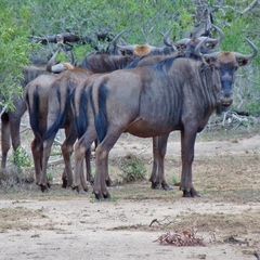 Connochaetes taurinus