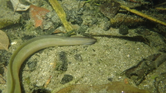 Anguilla japonica