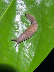 Parmacochlea furca