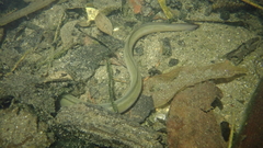 Anguilla japonica