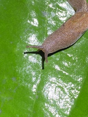 Parmacochlea furca