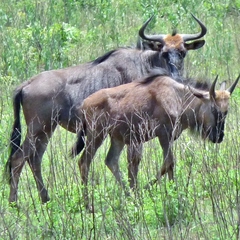 Connochaetes taurinus