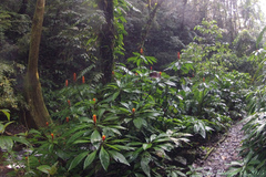Magnoliopsida